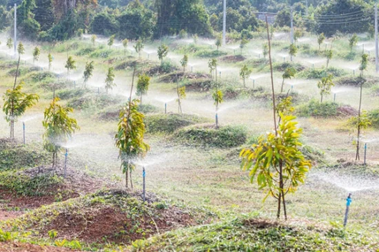 CÁC KỸ THUẬT CHĂM SÓC CÂY SẦU RIÊNG CON MỚI TRỒNG NHANH PHÁT TRIỂN chăm sóc cây sầu riêng con