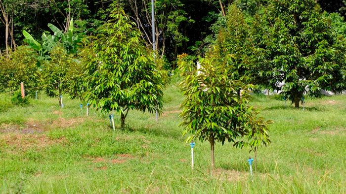 Kỹ thuật chăm sóc cây sầu riêng nhanh phát triển