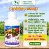 Phân Bón CANXIBO MAGIE Thụy Sỹ Giúp Hạn Chế Rụng Hoa Và Trái Non, To Trái, Trái Sáng Bóng Đẹp Màu - Chai 500ml