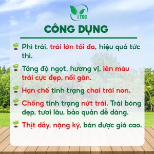Phân Bón Lớn Trái Mận Thụy Sỹ, Phì Trái Tối Đa, Siêu Nặng Ký, Trái Bóng Đẹp, Mùi Thanh - Chai 1 lít