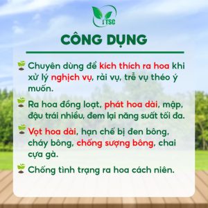 Phân bón SIÊU VỌT HOA Kéo Bông Mạnh, Phát Hoa Dài, Kích Ra Hoa Đồng Loạt, Vọt Hoa, Dưỡng Mập Bông - Chai 500ml