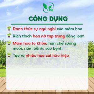 Phân Bón Trội Hột Xanh Nụ Thụy Sỹ, Chuyên Lấy Nhụy, Cho Nhiều Hoa Cái, Thụ Phấn Tốt, Không Khô Đen Bông - Chai 1 lít