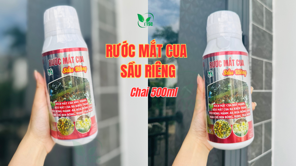 Rước Mắt Cua Sầu Riêng Thụy Sỹ