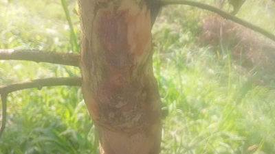 nut-than-xi-mu-sau-rieng-tren-than-cay