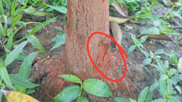 dong-do-thuy-sy-tri-nut-than-xi-mu