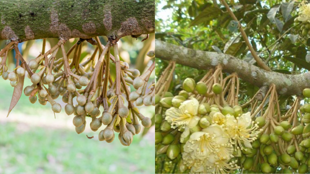 Vai Trò Của Rước Mắt Cua Sầu Riêng