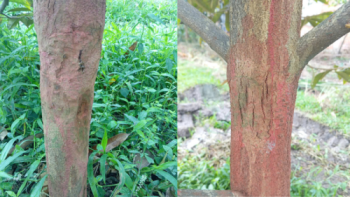 dung-dong-do-thuy-sy-chua-nut-than-xi-mu-sau-rieng