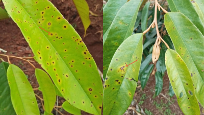 Tất Tần Tật Về Bệnh Đốm Mắt Cua Ở Sầu Riêng