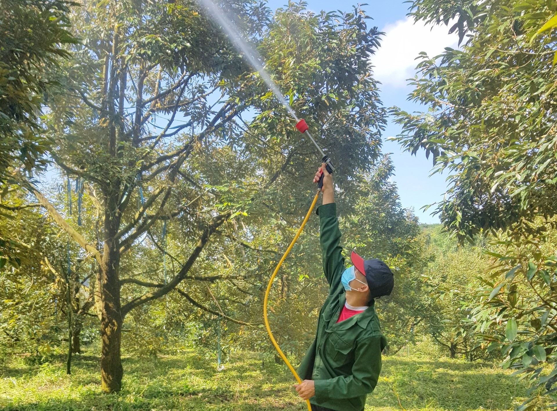 Kỹ Thuật Chăm Sóc Sầu Riêng Trong Giai Đoạn Ra Hoa