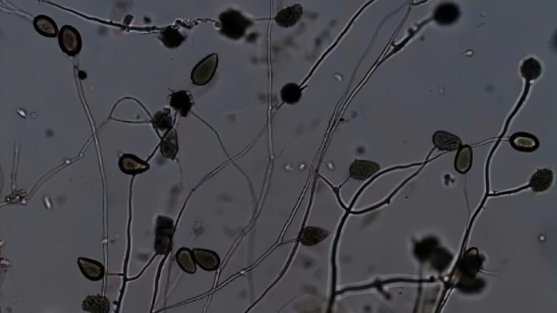 nam - Phytophthora sp.