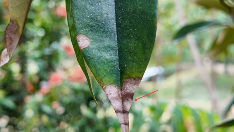 “Bệnh Cháy Lá Sầu Riêng” - Dấu Hiệu Nhỏ, Hậu Quả Lớn benh-chay-la-sau-rieng