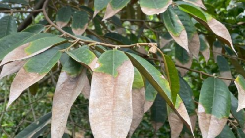 “Bệnh Cháy Lá Sầu Riêng” - Dấu Hiệu Nhỏ, Hậu Quả Lớn benh-chay-la-sau-rieng