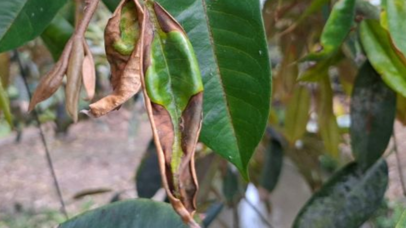 “Bệnh Cháy Lá Sầu Riêng” - Dấu Hiệu Nhỏ, Hậu Quả Lớn benh-chay-la-sau-rieng