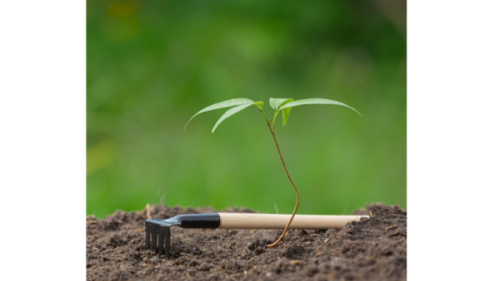 Phân Lân Là Gì? Tác Dụng Của Phân Lân Phân Lân Lagi Gì? Tác Dụng Của Phân Lân