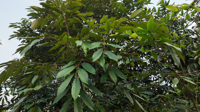 “Bệnh Cháy Lá Sầu Riêng” - Dấu Hiệu Nhỏ, Hậu Quả Lớn benh-chay-la-sau-rieng