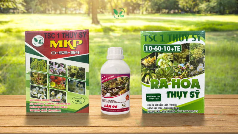 Các Loại Sầu Riêng Phổ Biến - Top 3 Mang Lại Giá Trị Kinh Tế Cao bo-tao-mam-sau-rieng-2-thuy-sy