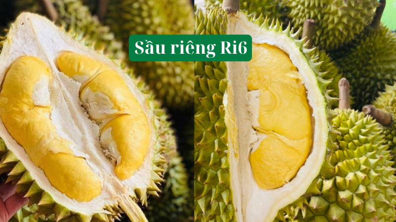 Các Loại Sầu Riêng Phổ Biến - Top 3 Mang Lại Giá Trị Kinh Tế Cao cac-loai-sau-rieng