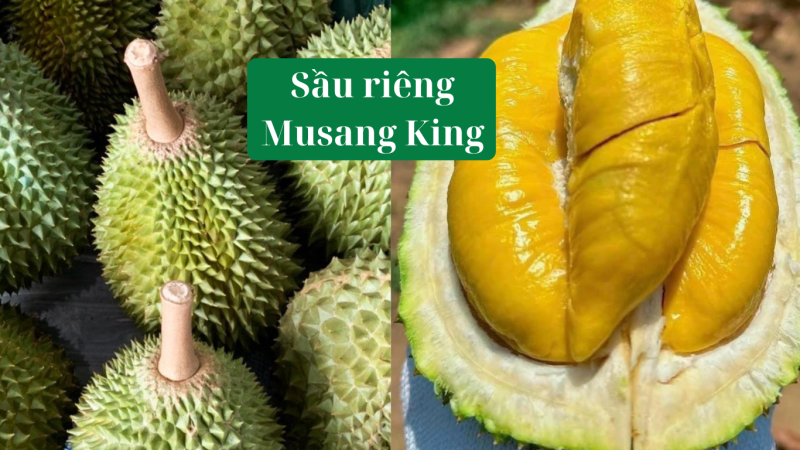 Các Loại Sầu Riêng Phổ Biến - Top 3 Mang Lại Giá Trị Kinh Tế Cao cac-loai-sau-rieng