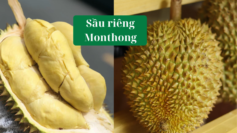 Các Loại Sầu Riêng Phổ Biến - Top 3 Mang Lại Giá Trị Kinh Tế Cao cac-loai-sau-rieng