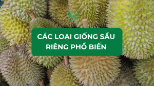 dom mat cua 6