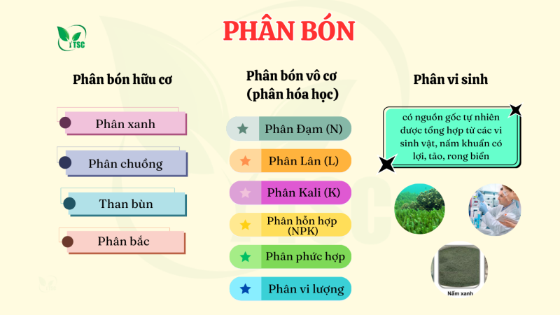 Phân Bón Có Tác Dụng Gì? 3 Loại Phân Bón Phổ Biến phan-bon-co-tac-dung-gi