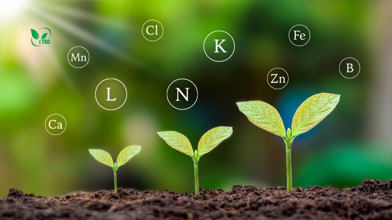 Phân Bón Có Tác Dụng Gì? 3 Loại Phân Bón Phổ Biến phan-bon-co-tac-dung-gi