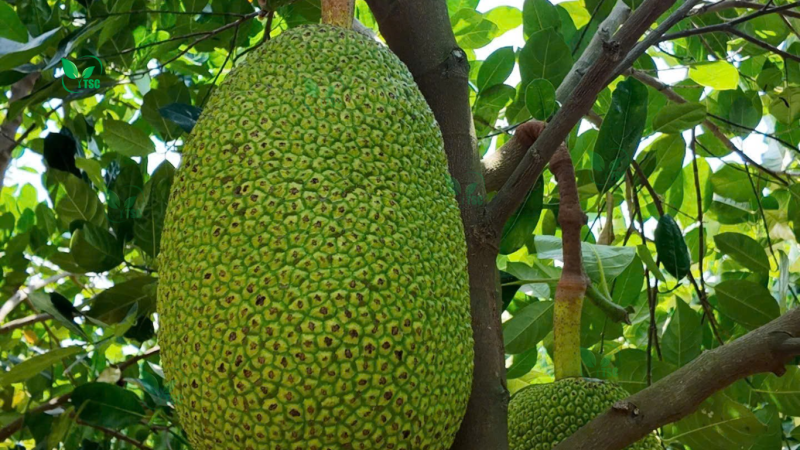 Phân Bón Có Tác Dụng Gì? 3 Loại Phân Bón Phổ Biến phan bon co tac dung gi 8 e1762499449341