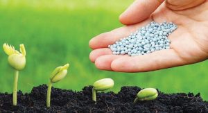 Phân Bón DAP Là Gì? Công Dụng Và Cách Sử Dụng Phân Bón DAP Phân Bón DAP