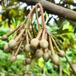 Sầu Riêng Ra Hoa Có Nên Tưới Nước Hay Không?