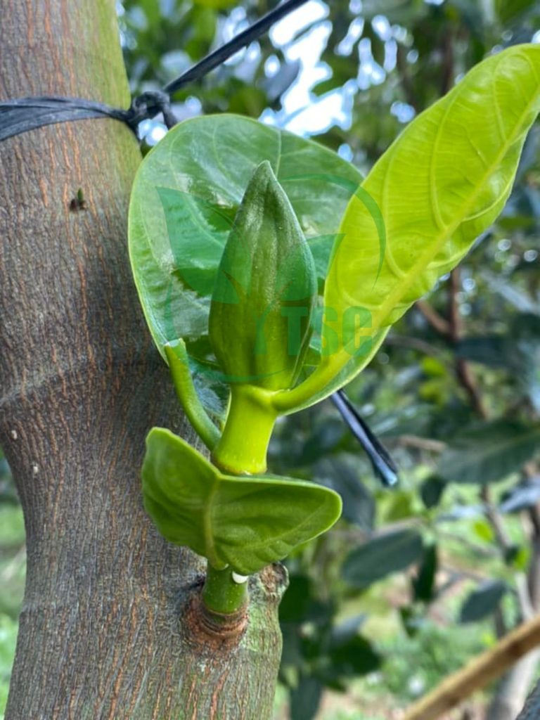 Cách Làm Bông Mít Nghịch Vụ Ra Bông Đồng Loạt cach-lam-bong-mit