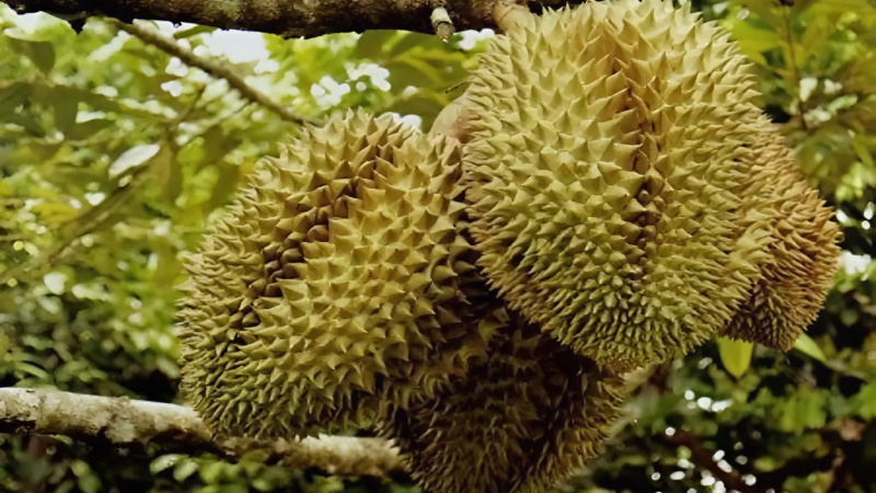 cach-nhan-biet-sau-rieng-chin