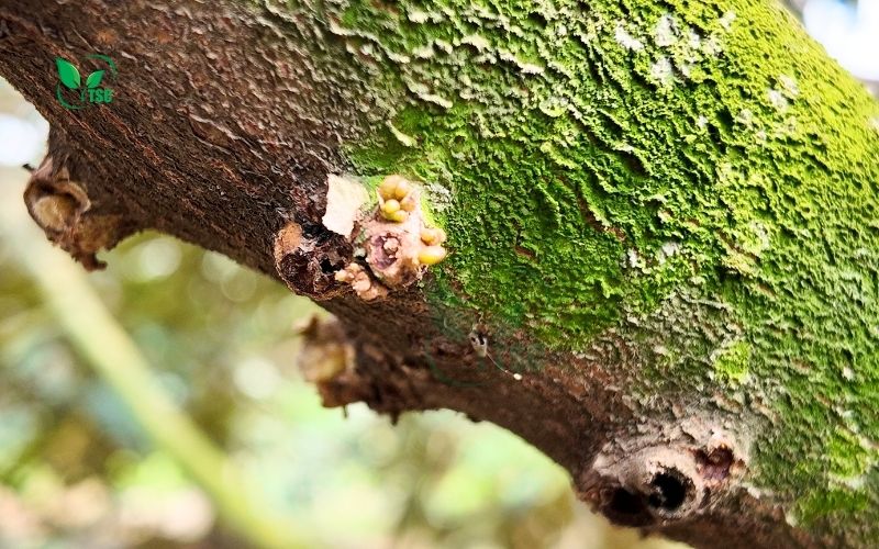 Sầu Riêng Ra Hoa Có Nên Tưới Nước Hay Không? sau-rieng-ra-hoa-co-nen-toi-nuoc-hay-khong