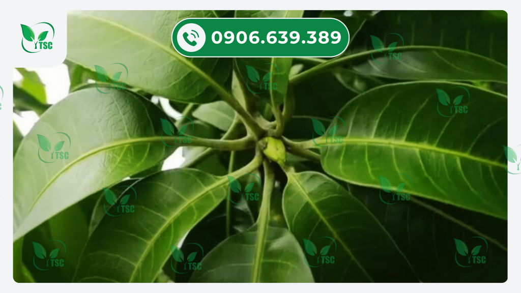 THIOUREA LÀ GÌ? THIOUREA CÓ TÁC DỤNG GÌ? khi-nao-nen-su-dung-thiourea