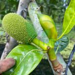 Cách Làm Bông Mít Nghịch Vụ Ra Bông Đồng Loạt