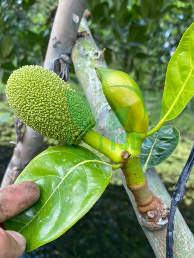 cach-lam-bong-mit
