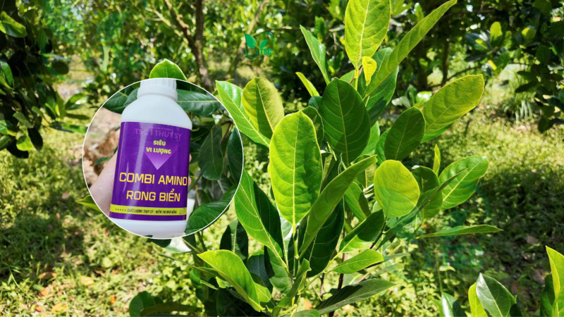 Phân Bón Lá Rong Biển – 5 Công Dụng Nổi Bật phan-bon-la-rong-bien