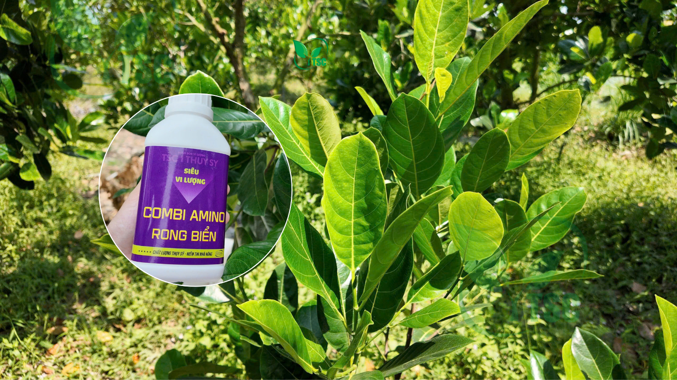 Phân Bón Lá Rong Biển – 5 Công Dụng Nổi Bật phan-bon-la-rong-bien