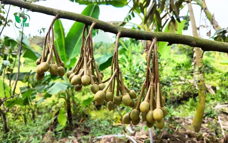 Sầu Riêng Ra Hoa Có Nên Tưới Nước Hay Không? sau-rieng-ra-hoa-co-nen-toi-nuoc-hay-khong