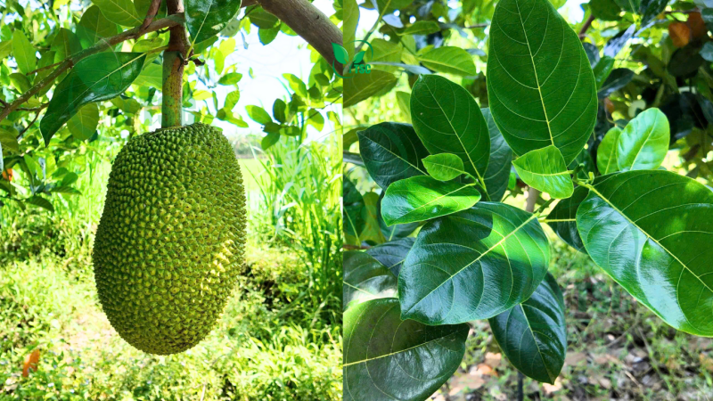 Phân Bón Lá Rong Biển – 5 Công Dụng Nổi Bật phan-bon-la-rong-bien