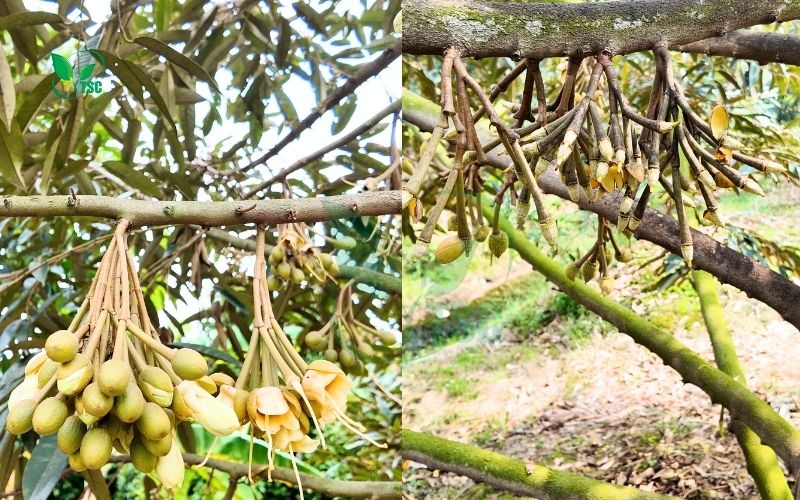 Sầu Riêng Ra Hoa Có Nên Tưới Nước Hay Không? sau-rieng-ra-hoa-co-nen-toi-nuoc-hay-khong
