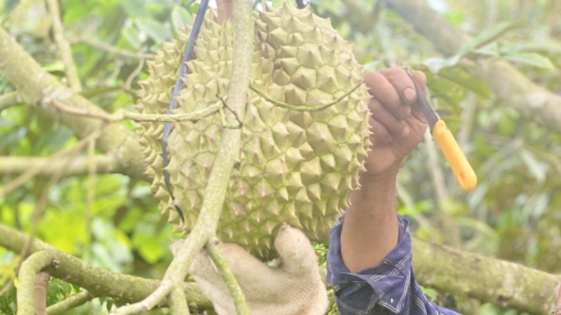 cach-nhan-biet-sau-rieng-chin