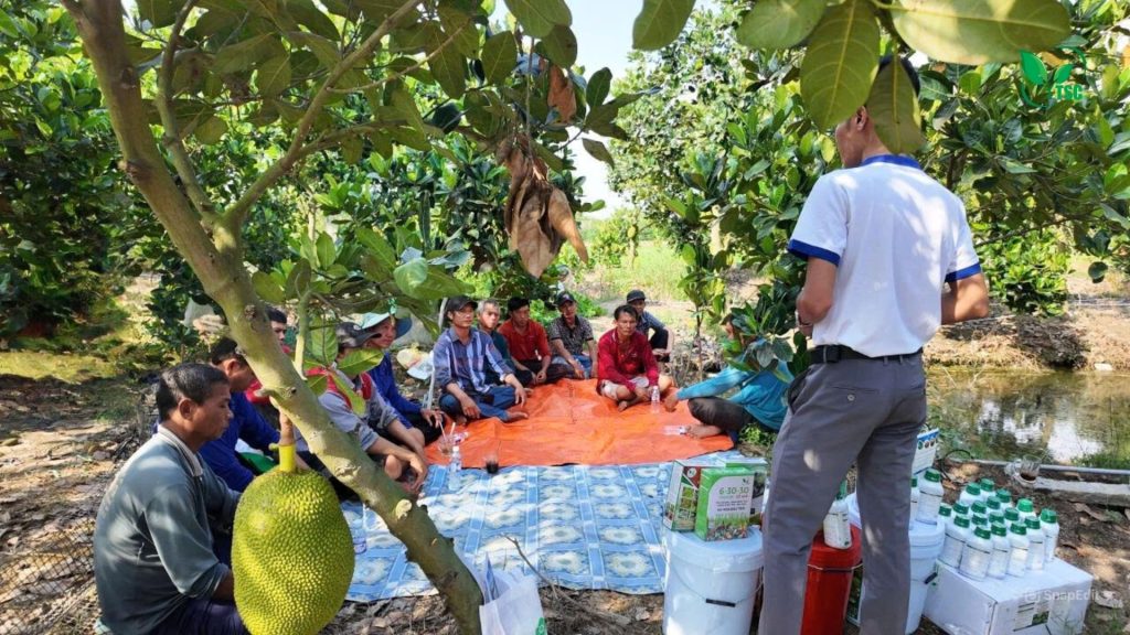 Hội Thảo Kỹ Thuật Mít Thái Tại Châu Phú – An Giang: Cùng Bà Con Gỡ Khó Sau Thu Hoạch, Sẵn Sàng Cho Vụ Mới hoi-thao-ky-thuat-mit-thai