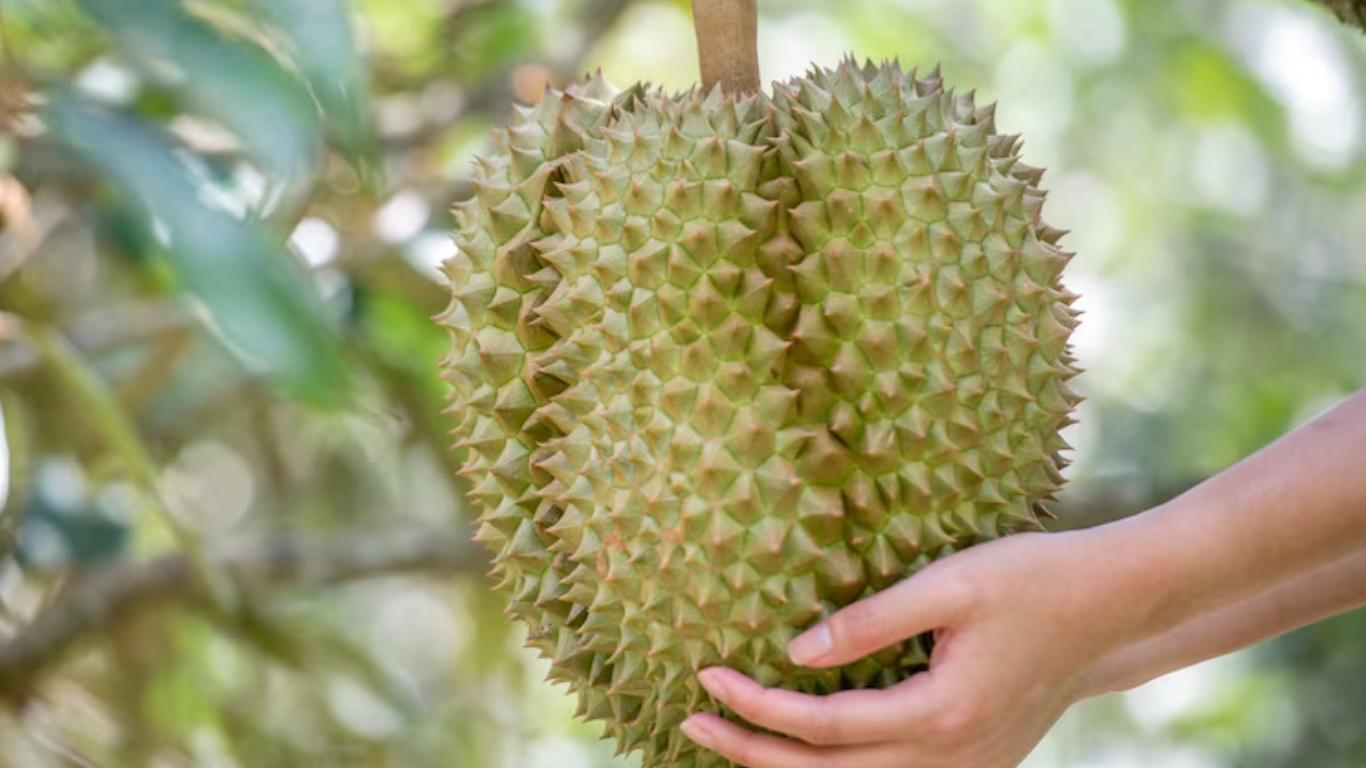 7 Cách Nhận Biết Sầu Riêng Chín Đơn Giản Nhất cach-nhan-biet-sau-rieng-chin