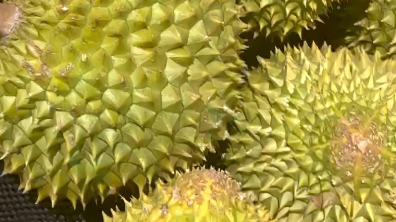 cach-nhan-biet-sau-rieng-chin