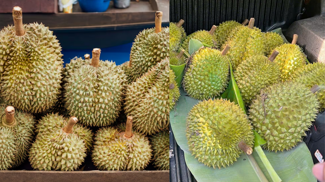 7 Cách Nhận Biết Sầu Riêng Chín Đơn Giản Nhất cach-nhan-biet-sau-rieng-chin