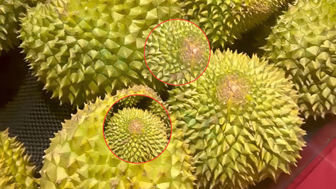 7 Cách Nhận Biết Sầu Riêng Chín Đơn Giản Nhất cach-nhan-biet-sau-rieng-chin