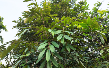 Tưới Sầu Riêng Sao Cho Đúng Cách Và 5 Cách Tưới Phổ Biến Nhất Tưới Sầu Riêng Sao Cho Đúng Cách Và 5 Cách Tưới Phổ Biến Nhất