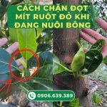 Cách chặn đọt mít ruột đỏ khi đang nuôi bông hiệu quả