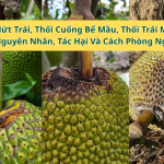 Nứt Trái, Thối Cuống, Bể Mầu, Thối Trái Trên Mít – Nguyên Nhân, Tác Hại Và Cách Phòng Ngừa