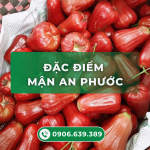 Cách trồng và chăm sóc cây Mận An Phước đạt năng suất cao